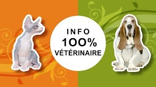 Conseils vétérinaires illustrés pour le chat et le chien by Catedog - Conseils Vétérinaires Illustrés 3,942 views 8 years ago 1 minute, 19 seconds