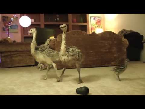 Baby Ostrich dance party