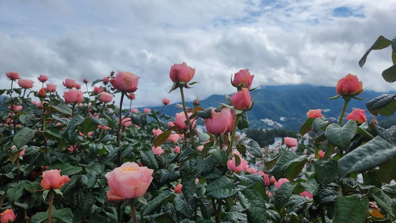 สวนกุหลาบโรแมนติกชิดขอบฟ้า