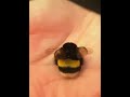 小bee崽子! #動物科普 #熊蜂