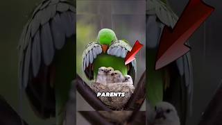 Top 5 Best Unbelievable ANIMAL Parents in WILD. #wildlife #wildanimals #animalfacts Profile