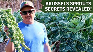 THE SECRET TO GROWING BIG BRUSSELS SPROUTS!