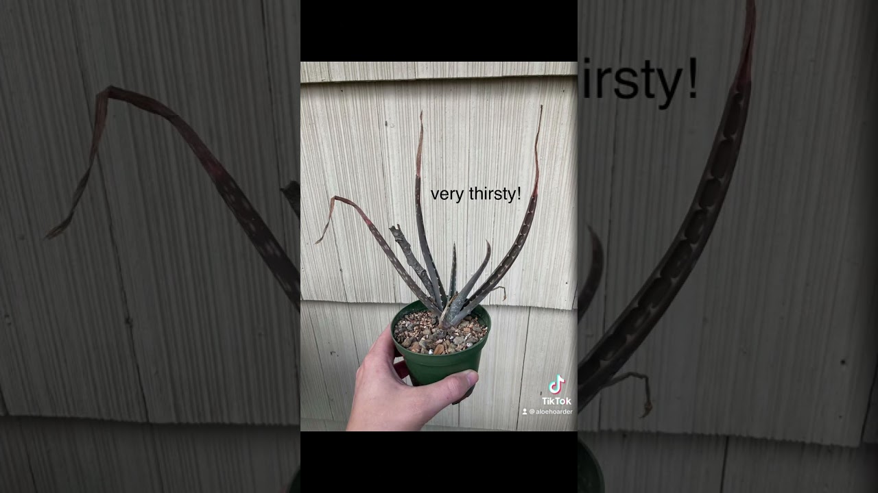 Common Aloe color/leaf changes & problems  