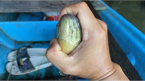 Câu cá rô đồng, hốt trọn ổ cá rô mề những ngày cuối năm cực đã | miền quê Tiền Giang