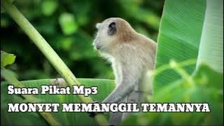 Suara Pikat Monyet