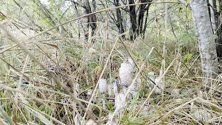 Soft Meadow Stems in Close View — Quiet Summer Birdsong in 4K screenshot 1