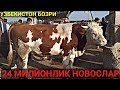 УЗБДА БУКАЛАР ШВЕТ КОЧАТЛАР, ХУНАЖИНЛАР ВА СИГИРЛАР АСАКА