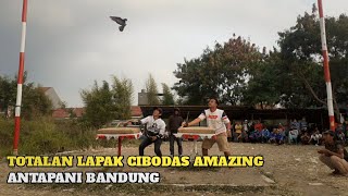 TOTALAN LAPAK CIBODAS AMAZING ANTAPANI BANDUNG 9/8/2020