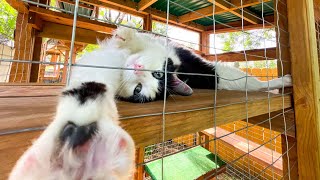 Cat in Catio | Cats First Walkthrough Experience in His Catio