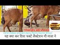 gir cow 1st lactation aravali dairy farm 16 liter par day milk 9983954391