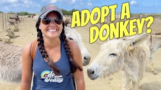 Wild Donkeys Rescued – Bonaire by Crazy Empty Nest 395 views 1 year ago 4 minutes, 20 seconds