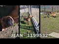 JEAN (1199532) IMPORTANT! Please watch!