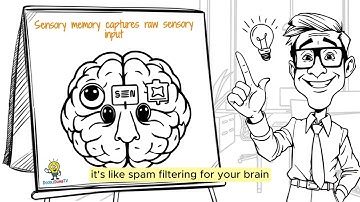 How Does Your Brain Memory Work