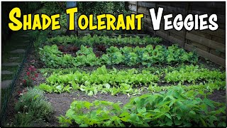 Top 10 Vegetables That Thrive in the Shade | Best Veggies That Grow In Low Sunlight