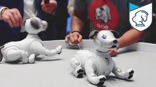 В Японии презентовали робота-собаку Aibo c искусственным интеллектом В Японии презентовали робота-собаку Aibo c искусственным интеллектом