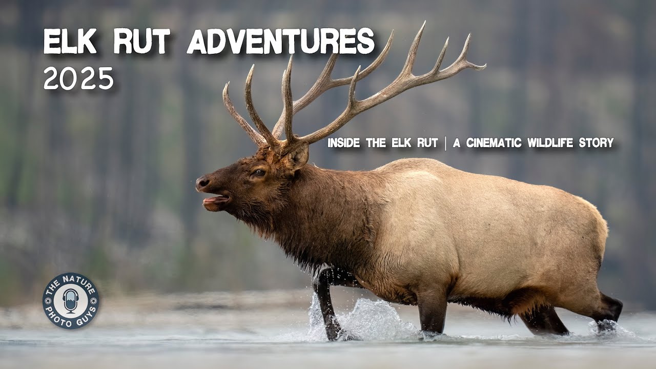 Elk Rut Adventures 2025 | Inside the Elk Rut | A Cinematic Wildlife Story
