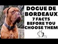 Before you buy a Dog - DOGUE DE BORDEAUX - 7 facts to consider!  DogCastTV!