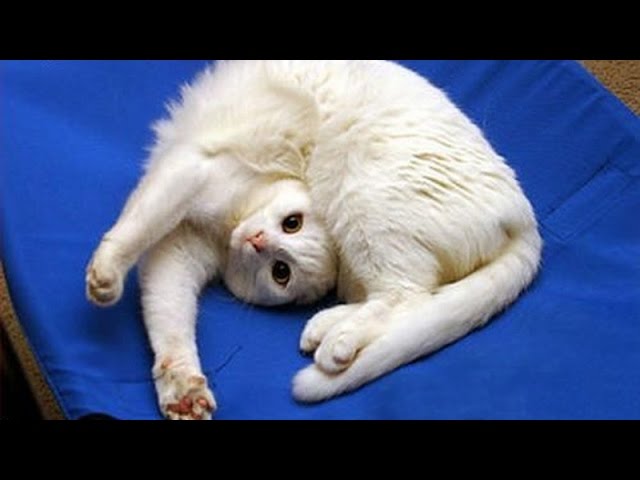 Five Funny Cat Videos in Honor of National Cat Day, Hey BU Blog
