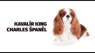 Kavalír King Charles španěl - Atlas plemen - Tlapka TV