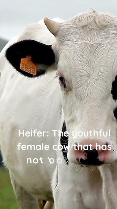 what-is-another-name-for-cow-youtube