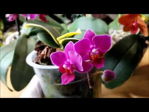 ორქიდეომანია # მინი და ჯუჯა ორქიდეების მოვლის თავისებურებები