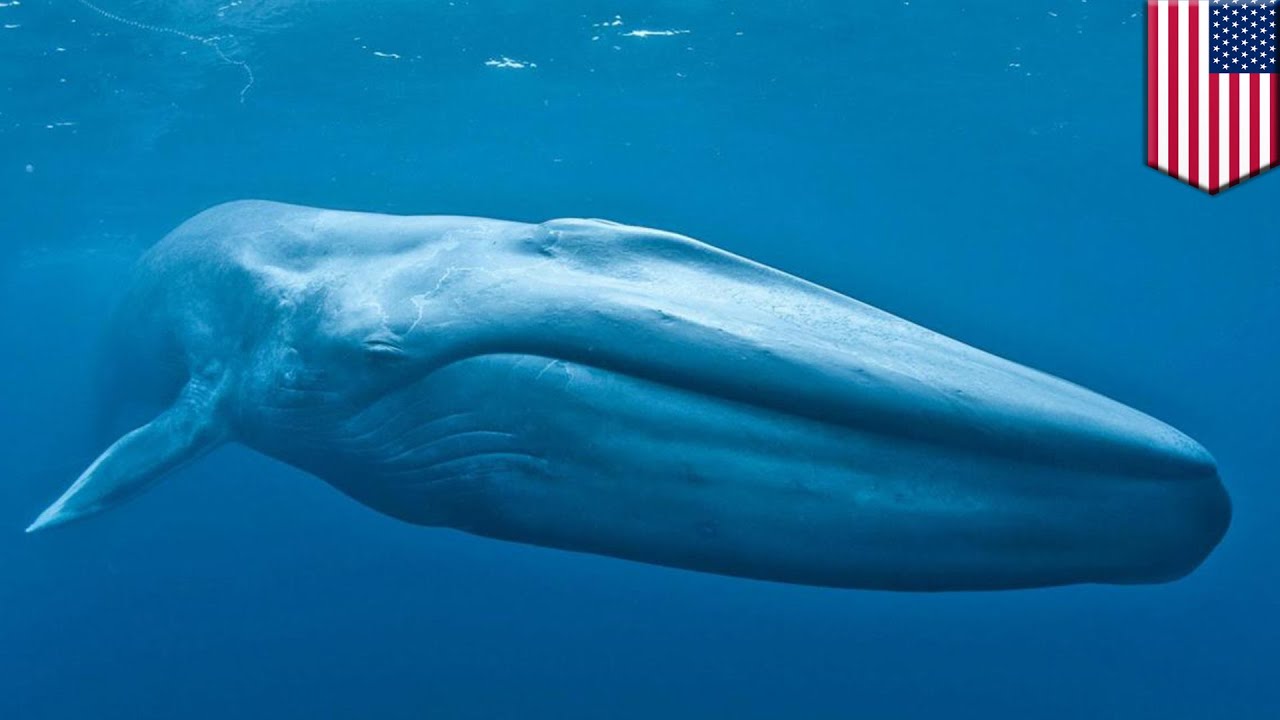 Panjang paus biru