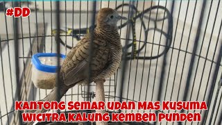 Kantong Semar udan Mas Kusuma Wicitra kalung kemben lokal Alam Punden #DD