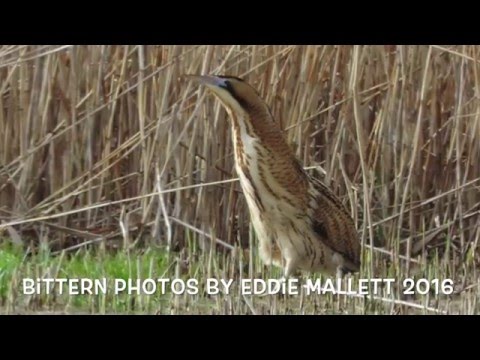 Video: Common kingfisher: piav qhia nrog duab