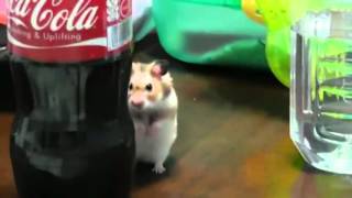 Dramatic Coke Addiction!