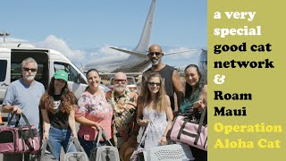 Good Cat Network flies Maui cats to Seattle on private Roam flight