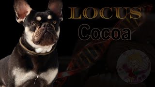 LOCUS CO  genética canina. Color Cocoa.