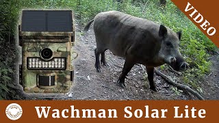 Fotopasca Wachman Solar Lite | VIDEO | Čo dokáže fotopasca za 100€?