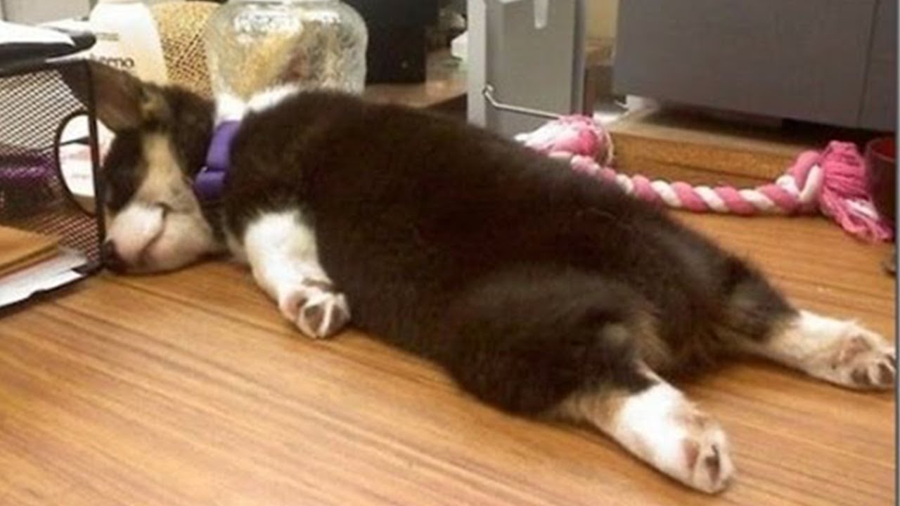 絶対笑う 最高におもしろ犬 猫 動物のハプニング 失敗画像集 39的youtube视频效果分析报告 Noxinfluencer