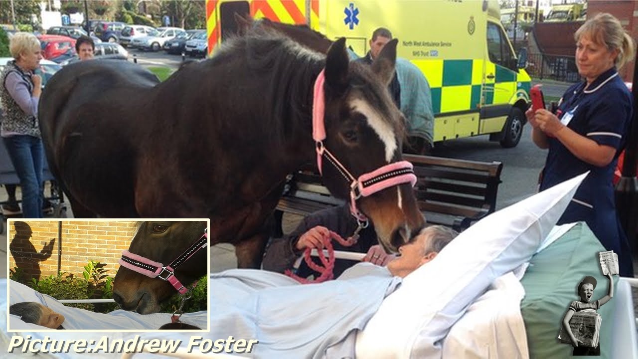 'Beautiful Moment' Dying Patient's Goodbye to Horse YouTube