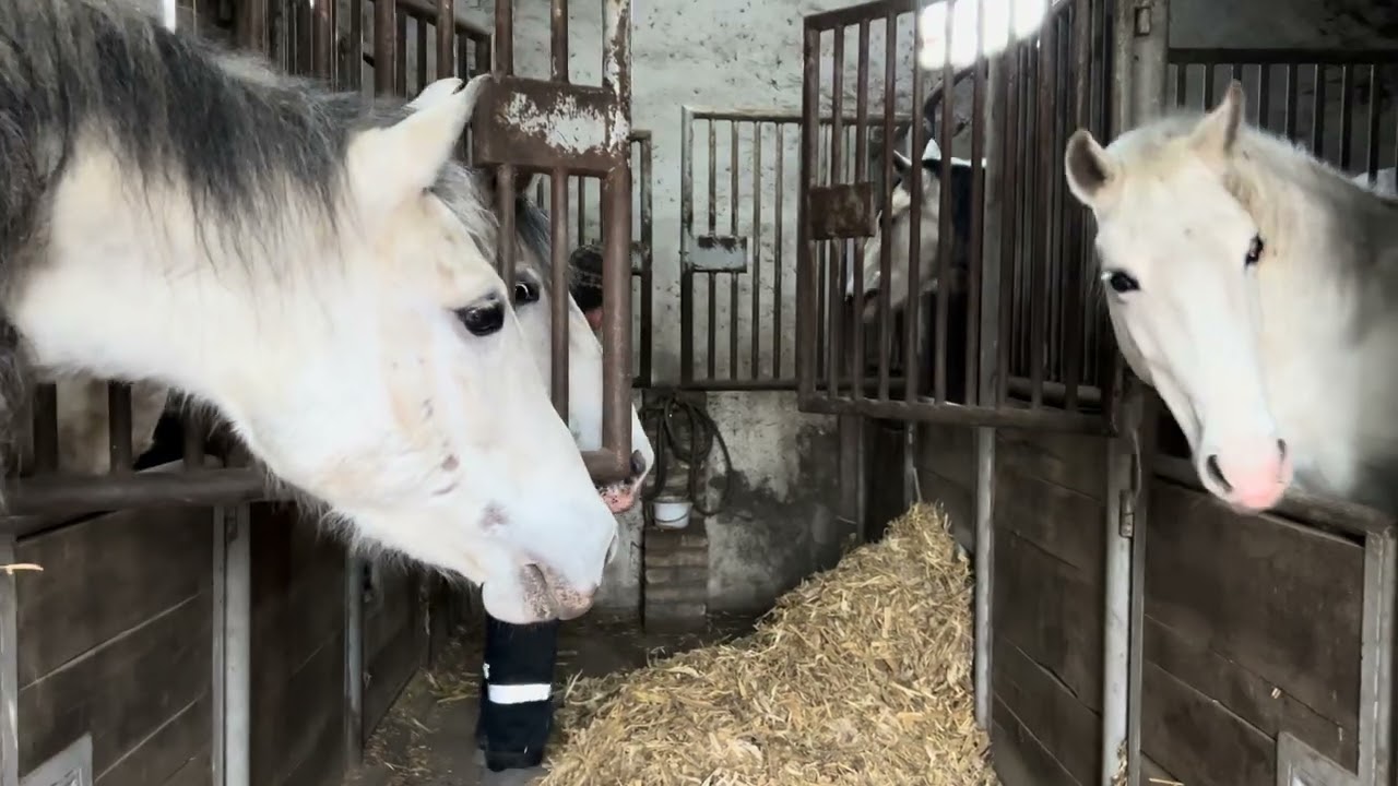 Шла в магазин, а попала в гости к сербскому дедушке. Рассказываю про счета.