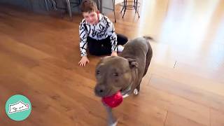 Gentle Pittie Zooms Around And Grunts For Attention. No One Can Stop Her! | Cuddle Buddies