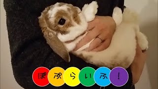 うさぎが噛む理由と行動パターン 飼い主さん必見噛み癖をやめさせる方法 Bunnylover バニラバ うさぎが噛む理由と行動パターン 飼い主さん必見噛み癖をやめさせる方法 Bunnylover バニラバ