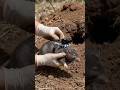 Blind Mole Rat POV Inside Underground Colony | Hidden Tunnels, Babies &amp; Burrow Life #viral #reels