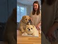 🎂🐕 Identity crisis… but make it cute. 😂#funny #dog #dogshorts #youtubeshorts #animals