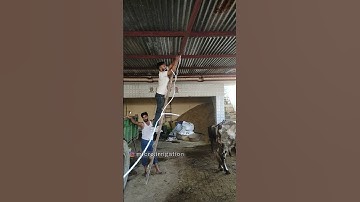 High Discharge Fogger system #foggersystem #mistingmachine