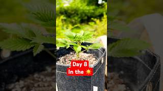 Day 8 Outside — She's Getting Comfortable 🌿 #garden #gardeing #plants #nature #fyp #marshydro #fyp