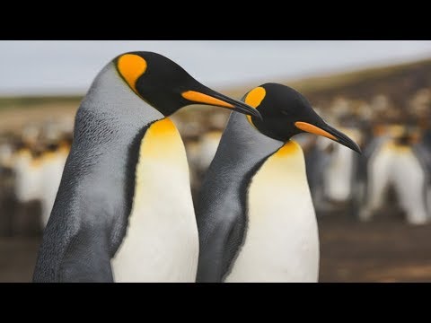 Видео: Императорски пингвин прави рядък външен вид в Нова Зеландия
