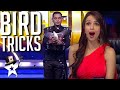 Magician conjures birds to the stage on indias got talent  magicians got talent