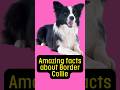 "Amazing facts about Border Collie" #BorderCollie #facts #shorts
