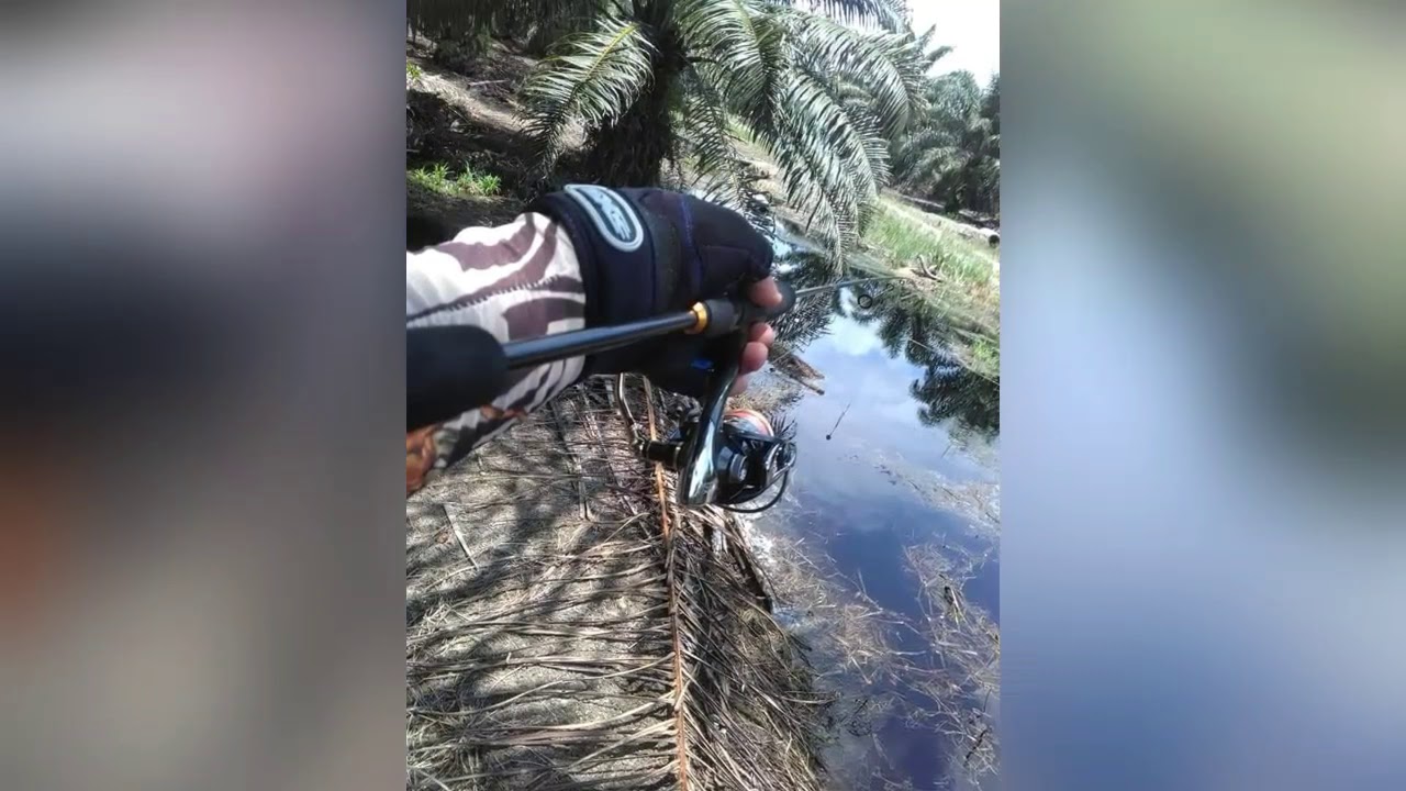 Rod : viper finale 4-10lb
Reel : seahawk strike wolf xt 2500
Line : bullzen predator PE brai