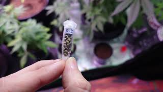 AMVgrow's Apple Fritter, Blueberry, Kush & Mike Tyson Corcksrew + Friday Seed GiveAway