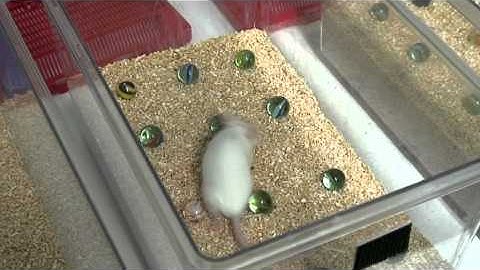 Using mice as a model for Alzheimer