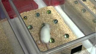 Using mice as a model for Alzheimer's disease