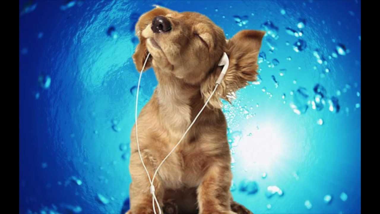 pop songs about dogs