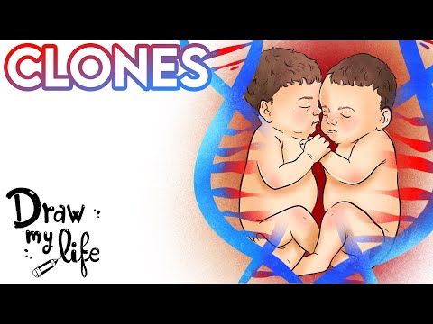 Video: ¿Qué es el proceso de clonación?